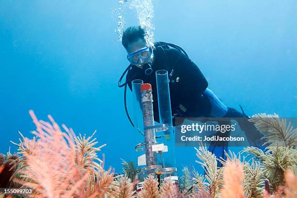 diver looking at an underwater experiment in the florida keys - scuba regulator stock pictures, royalty-free photos & images