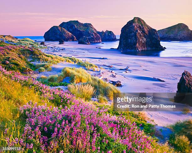 cape sebastian state scenic corridor - v oregon stock pictures, royalty-free photos & images