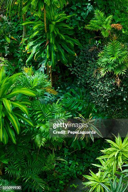 tropical frond garden - jungle leaves stockfoto's en -beelden