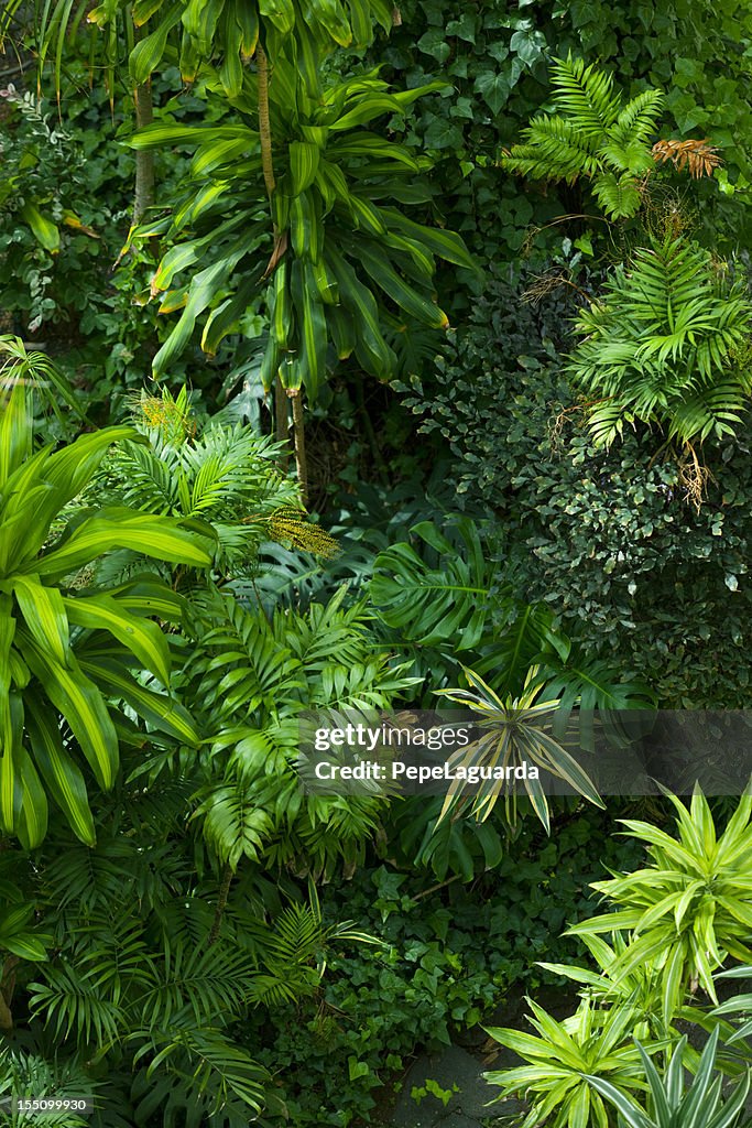 Tropical frond garden