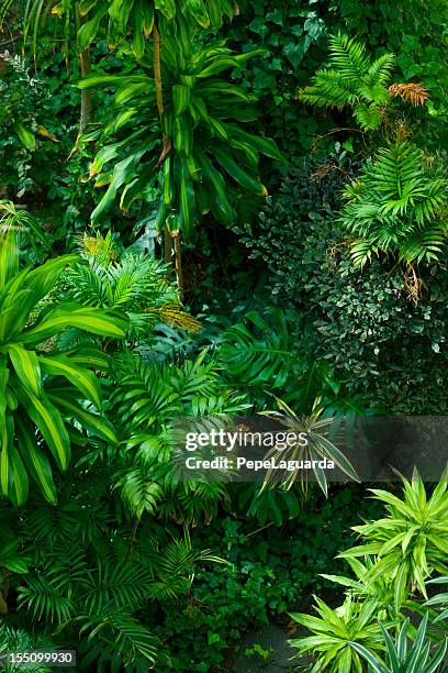 tropical frond garden - lush foliage stock pictures, royalty-free photos & images