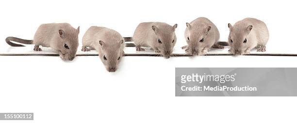 cinco ratones mirando hacia abajo - gerbo fotografías e imágenes de stock