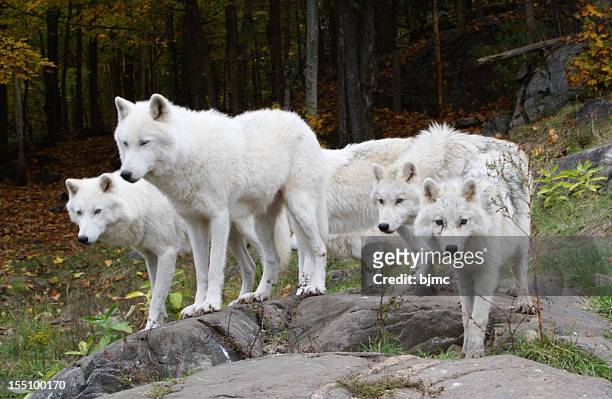 six arctic wolves - arctic wolf stock pictures, royalty-free photos & images
