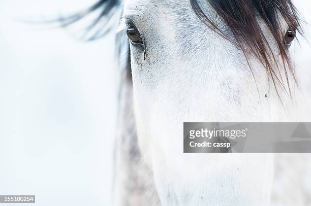 los caballos - animales salvajes fotografías e imágenes de stock