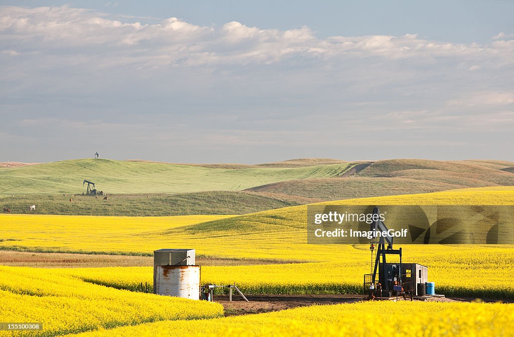Three Pumpjacks in Beautiful Rolling Oil Field in Alberta