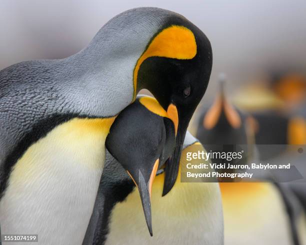 beautiful close up of affectionate king penguins in volunteer point, falkland islands - volunteer point stock pictures, royalty-free photos & images