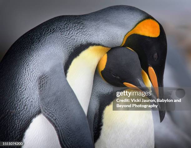 amazing close up of king penguins showing affection in volunteer point, falkland islands - atlantic islands stock pictures, royalty-free photos & images