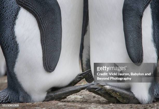 close up of king penguins playing footsie in volunteer point, falkland islands - playing footsie 個照片及圖片檔