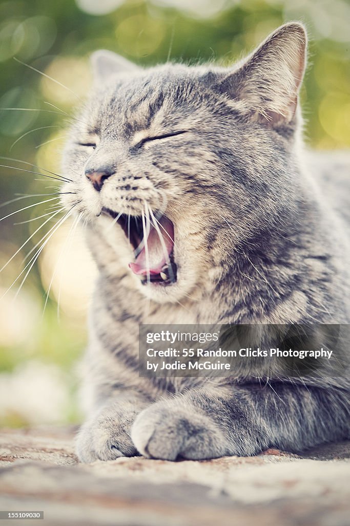 Yawning tabby cat