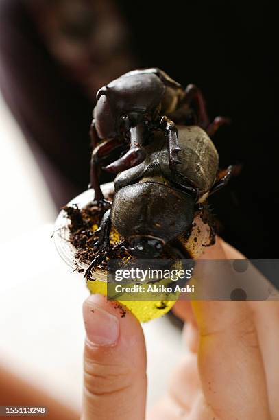 beetles - eat insect stock pictures, royalty-free photos & images