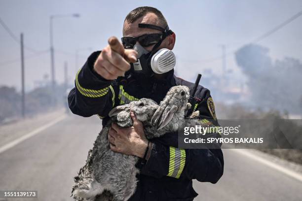 Fireman gestures and holds a cat and two rabbits after rescuing them from a fire between the villages of Kiotari and Gennadi, on the Greek island of...