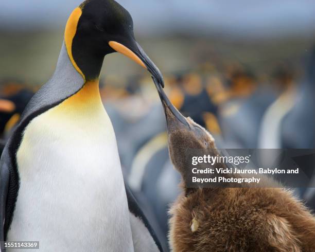 cute close up of woolly king penguin being fed at volunteer point, falkland islands - volunteer point stock pictures, royalty-free photos & images