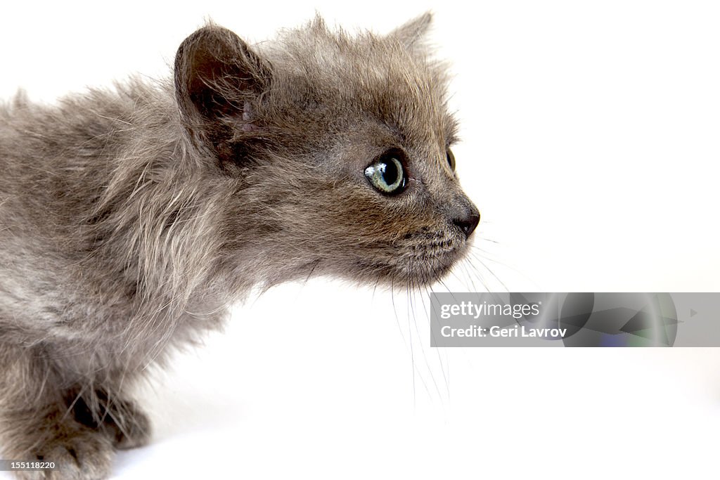 Close-up of a young cat stalking