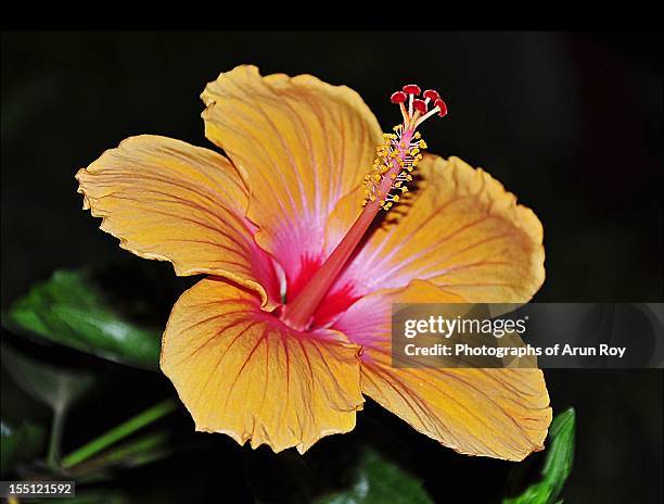 hibiscus - hibiscus petal stock pictures, royalty-free photos & images