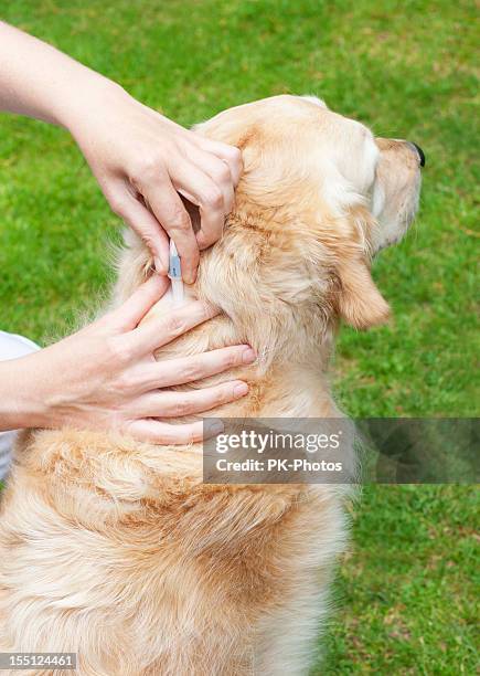 tick prevention - dog tick stock pictures, royalty-free photos & images