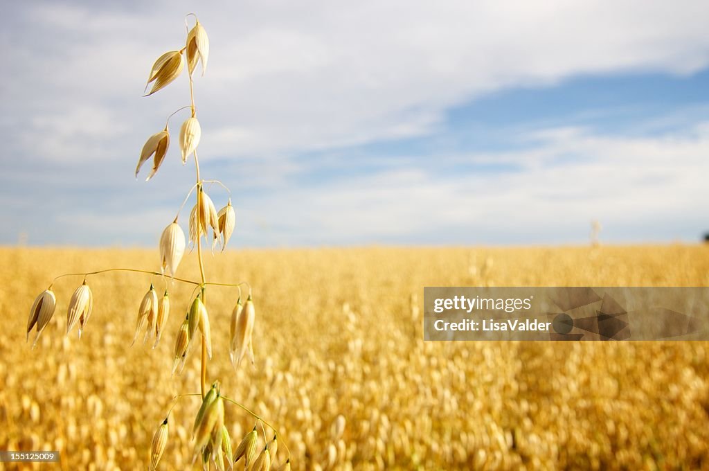 Field of Golden Oats