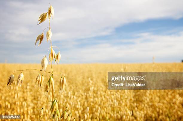 field of golden oats - avena stock pictures, royalty-free photos & images