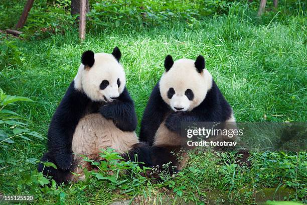 duas excelentes pandas de chengdu juntos, província de sichuan, china - panda gigante imagens e fotografias de stock