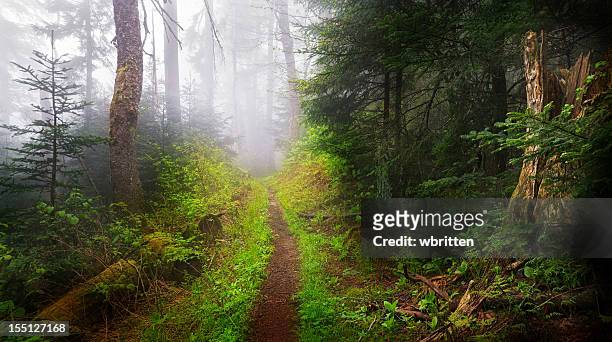 dark foggy trail and woods - gatlinburg stock pictures, royalty-free photos & images