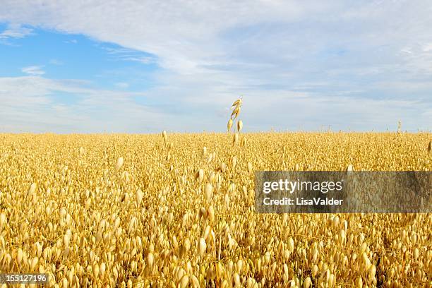 field of golden oats - avena sativa stock pictures, royalty-free photos & images