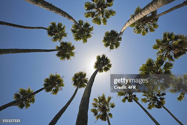 palm tree background looking up in the sky (xxxl) - low angle view of silhouette palm trees against sky stockfoto's en -beelden