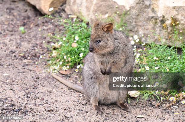 July 2023, Baden-Württemberg, Stuttgart: A quokka from Australia stands in its new outdoor enclosure in the newly opened Australia House Terra...