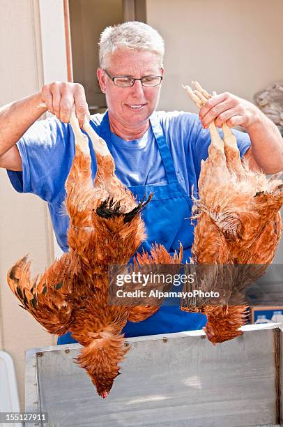 woman holding slaughtered chickens (hens) - iv - scared chicken stock pictures, royalty-free photos & images