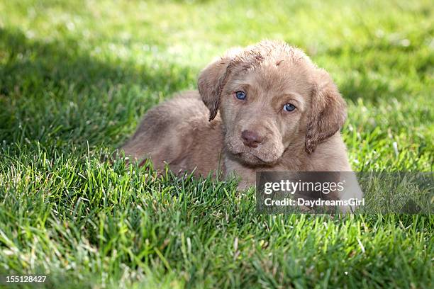 chesapeake-bay-retriever welpe - chesapeake bay stock-fotos und bilder