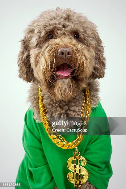 rapper dog - rap stock pictures, royalty-free photos & images