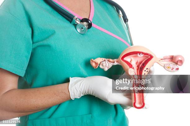uterus - endometrium stock pictures, royalty-free photos & images