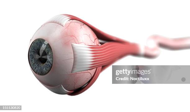 eyeball and optic nerve against a white background - lichaamsdeel stockfoto's en -beelden