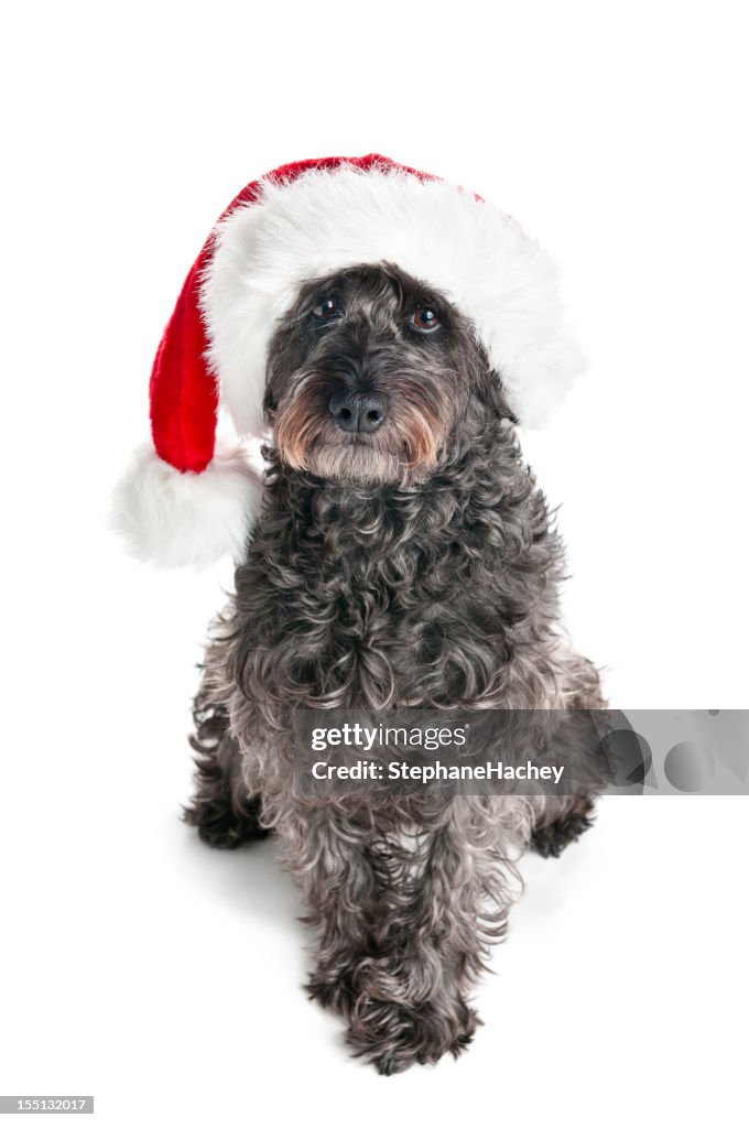 Santa Puppy