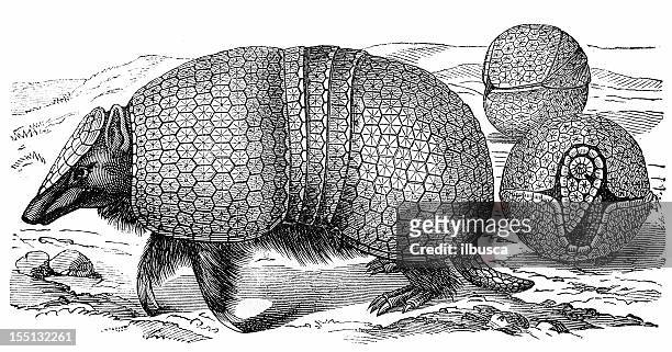armadillo (dasypus tricinctus) - armadillo stock illustrations