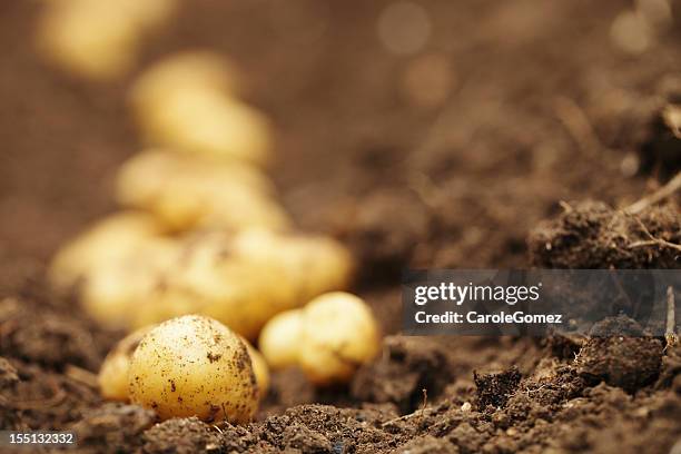 fresh potato harvest - potatoes stock pictures, royalty-free photos & images