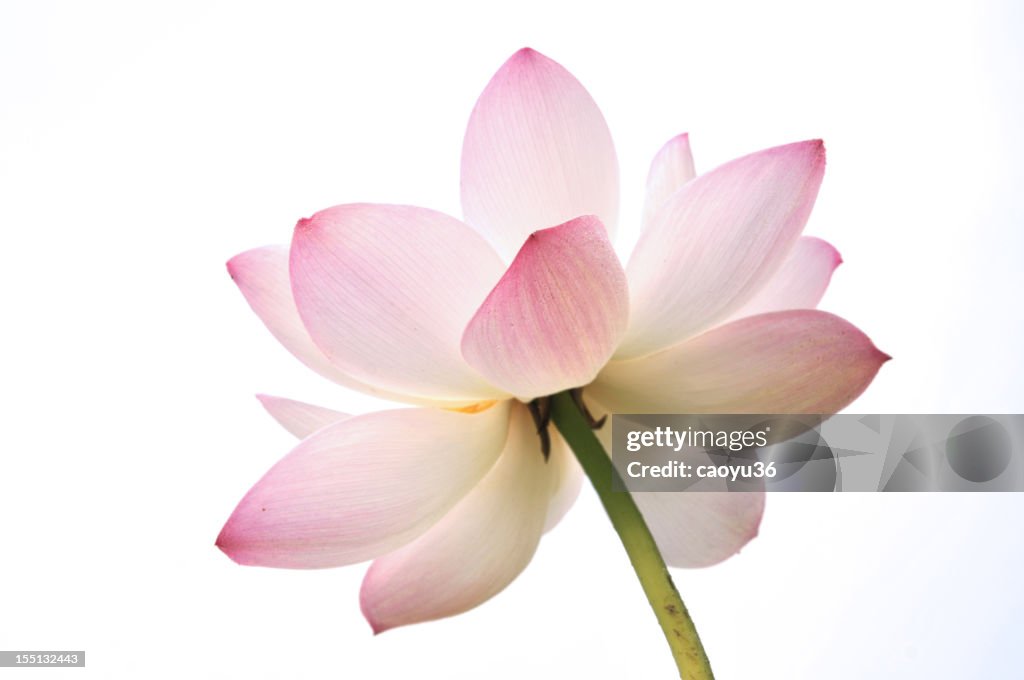 Blossom lotus Blume