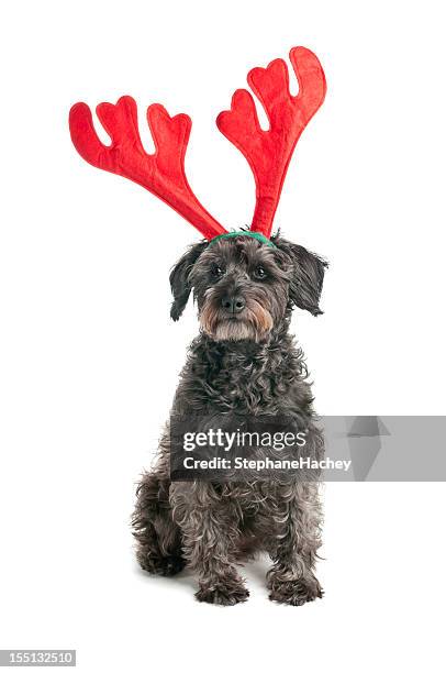 reindeer christmas dog - antler stock pictures, royalty-free photos & images