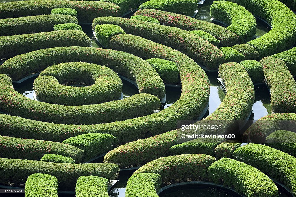 Hedge Maze