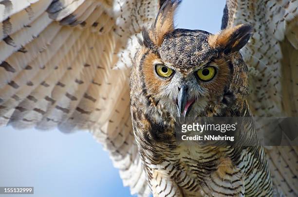 great horned owl, bubo virginianus - horned owl stock pictures, royalty-free photos & images