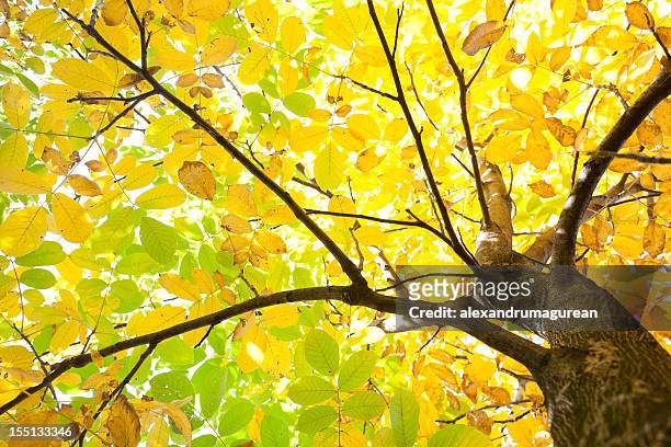 walnut tree foliage - walnut farm stock pictures, royalty-free photos & images