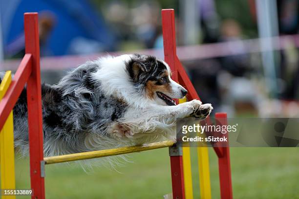 cão pastor australiano - dog agility imagens e fotografias de stock