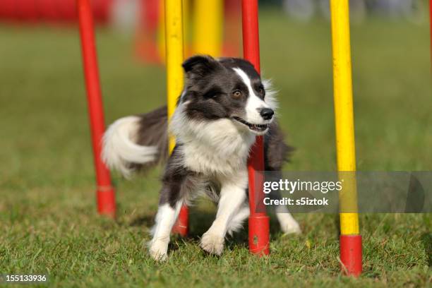chocolate border collie - dog agility stock pictures, royalty-free photos & images