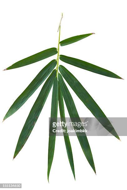bamboo leaf isolated on white with clipping path - bamboo plant stockfoto's en -beelden