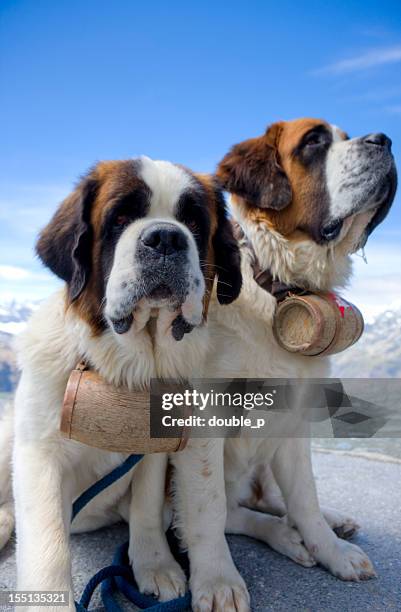 saint bernard hunde - bernhardiner stock-fotos und bilder