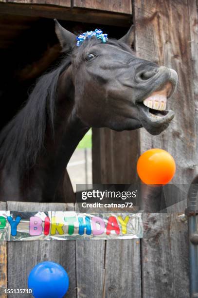 horse fiesta de cumpleaños retrato, grin con dientes - funny horses fotografías e imágenes de stock