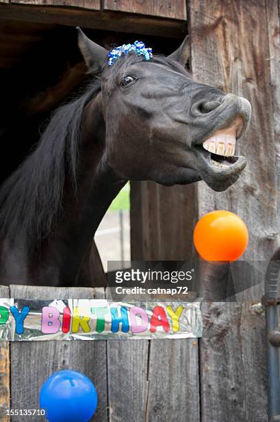 horse birthday party portrait, toothy grin - horse humour stock pictures, royalty-free photos & images