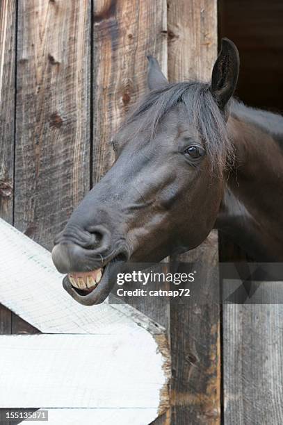 talking horse head shot in barn door, toothy smile - horse humour stock pictures, royalty-free photos & images