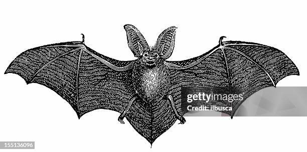 common long-eared bat (plecotus auritus - fledermaus stock-grafiken, -clipart, -cartoons und -symbole