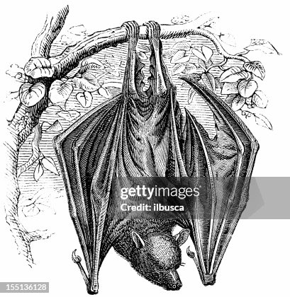 Flying Fox (Pteropus Edulis) Flying Fox (Pteropus Edulis)