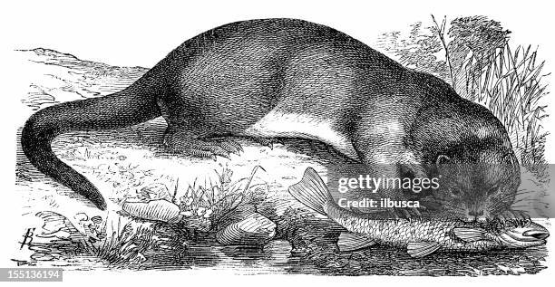 european otter (luther luther) - european otter stock illustrations