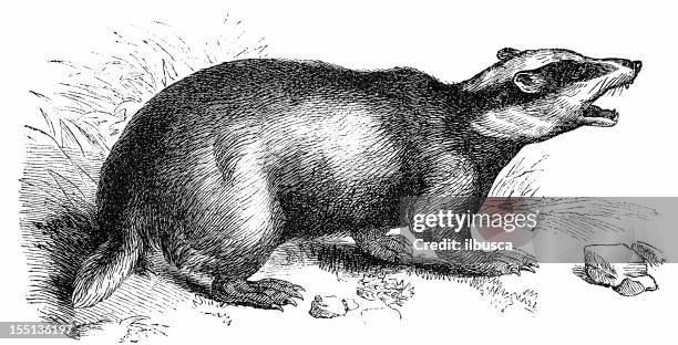 european badger (meles meles) - badger stock illustrations